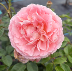 Abraham Darby David Austin Rose 2ft Patio Standard (Bareroot)