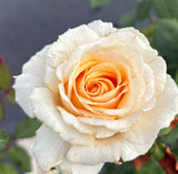Shirley's Rose - Hybrid Tea 2ft patio standard