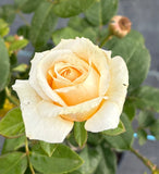 Shirley's Rose - Hybrid Tea 2ft patio standard