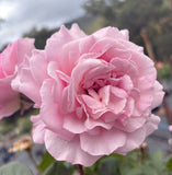 My Hero -2ft patio standard