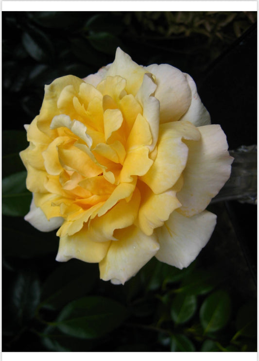 Smooth Touch Queen Thornless Bush Rose