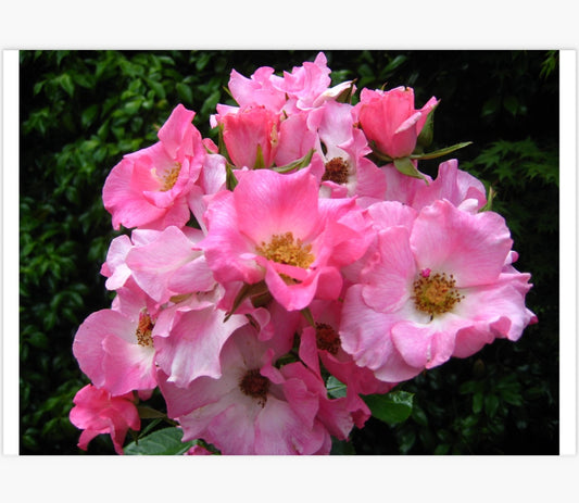 Smooth Touch Harmony Thornless Bush Rose