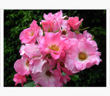 Smooth Touch Harmony Thornless Bush Rose