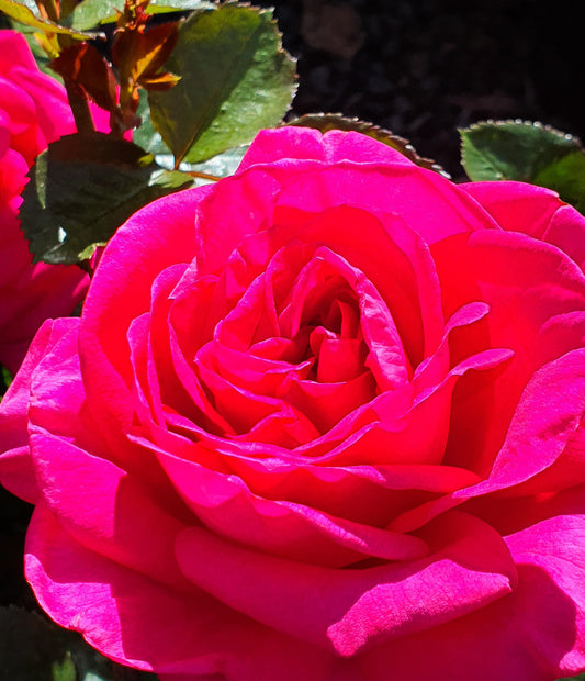 In Appreciation - Hybrid Tea Rose