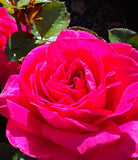 In Appreciation - Hybrid Tea Rose