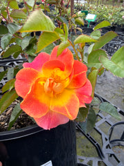 Pin up - Potted Bush Rose