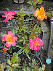 Pin up - Potted Bush Rose