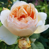 Jude The Obscure - David Austin Shrub Rose