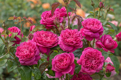 James L Austin - David Austin - Shrub Rose (bare rooted)