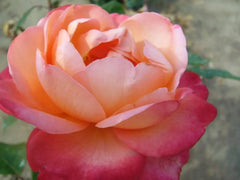 Jazz Festival New Release Hybrid Tea Bush Rose (Bareroot)