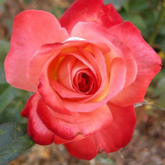 Joy of Life ™ (bare rooted)
