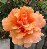 Just Joey - Hybrid Tea Bush Rose