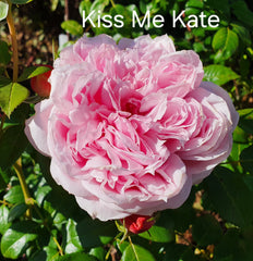 Kiss Me Kate (Climbing) New Release Rose
