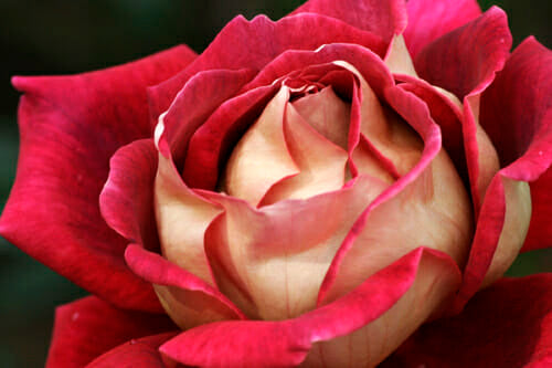Kronenbourg Hybrid Tea Bush Rose (bare-rooted)