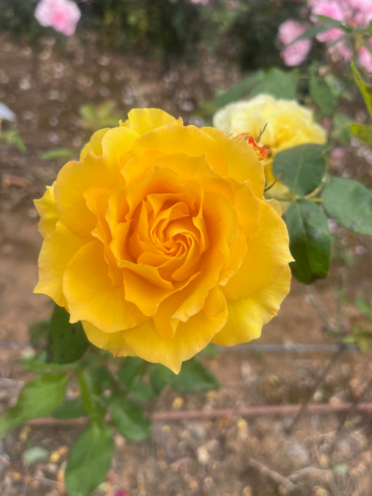 Kellys Gold Floribunda Bush Rose