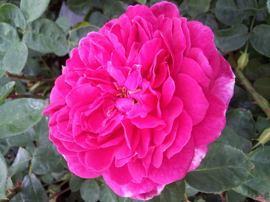 Lady Of Megginch - David Austin