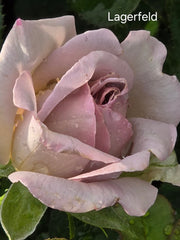 Lagerfeld Hybrid Tea Bush Rose (Bareroot)