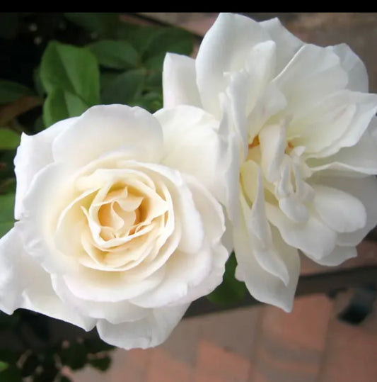 Our Vanilla Floribunda 2ft patio standard