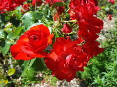 La Sevillana Bush Rose 2ft patio standard (Bareroot)