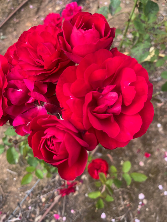 Lilli Marlene Floribunda Bush Rose (Bareroot)