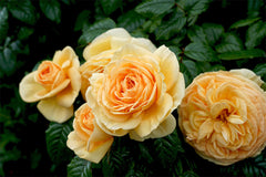 Lioness 2ft patio standard