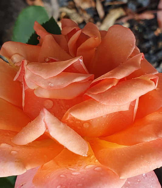 Lolita Hybrid Tea Bush Rose
