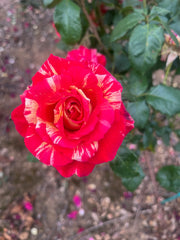 Love In Recent Release Floribunda Bush Rose (Bare-rooted)