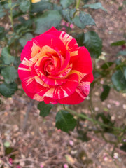 Love In Recent Release Floribunda Bush Rose (Bare-rooted)
