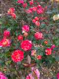 Love In Recent Release Floribunda Bush Rose