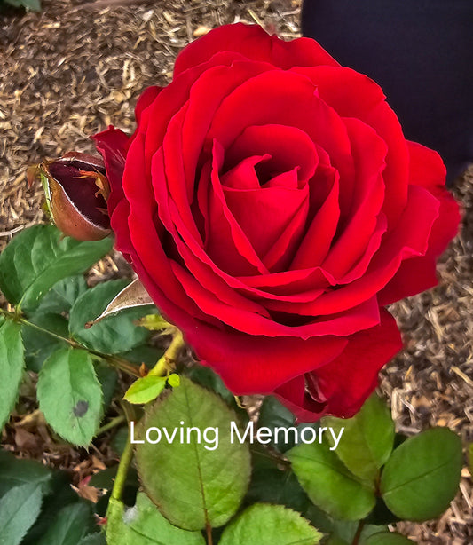 Loving Memory - Hybrid Tea Rose