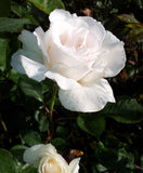 Margaret Merril - Floribunda Rose