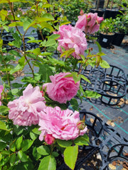 Mary Rose - David Austin shrub