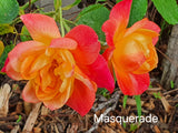 Masquerade (Climbing) Bush Rose