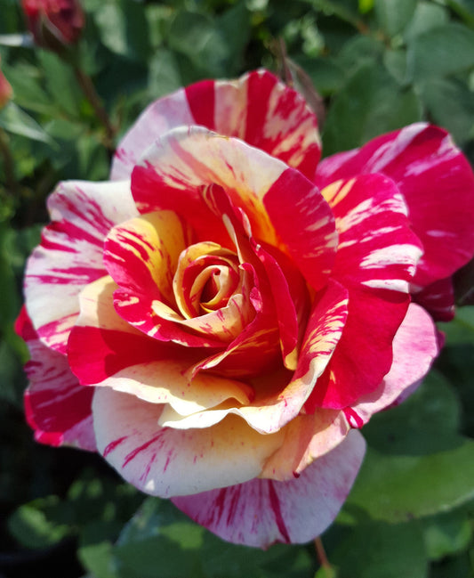 Maurice Utrillo - Delbard Rose