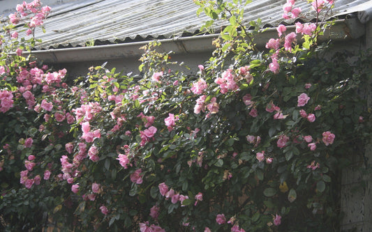 Pinkie Climbing Bush Rose