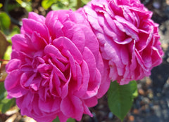 Mme Isaac Pereire Climbing (bare rooted)