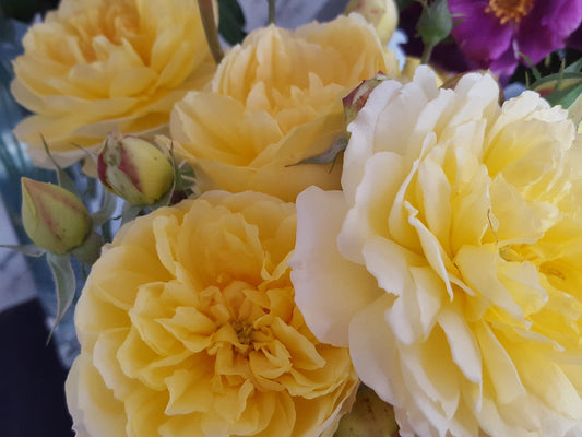 Molineux - David Austin - Shrub Rose