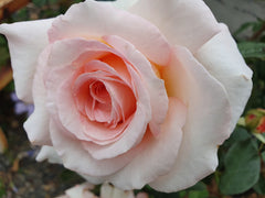 Mother's Love - Hybrid Tea Rose