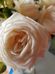 Madame Anisette New Release Hybrid Tea Bush Rose (Bareroot)
