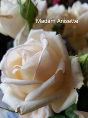 Madame Anisette New Release Hybrid Tea Bush Rose (Bareroot)