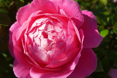 Madame Delbard - Delbard