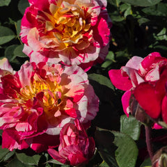 Maurice Utrillo - Potted 2 ft Patio Standard Rose