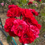 Moulin Rouge Floribunda Bush Rose