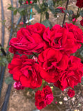 Moulin Rouge Floribunda Bush Rose