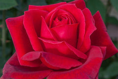 New Papa Meilland Rose - Hybrid Tea 2ft patio standard