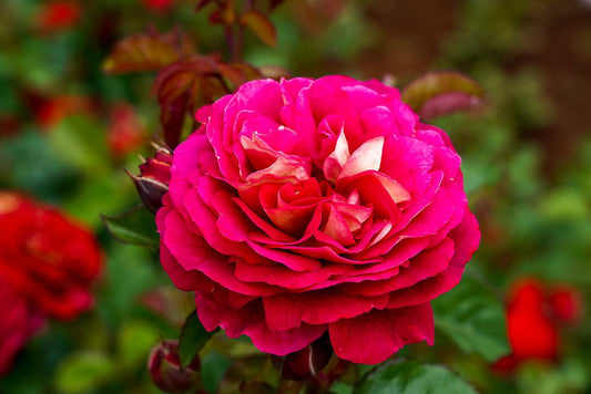 No Surrender - Potted Bush Rose