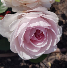 Olivia Rose Austin - David Austin