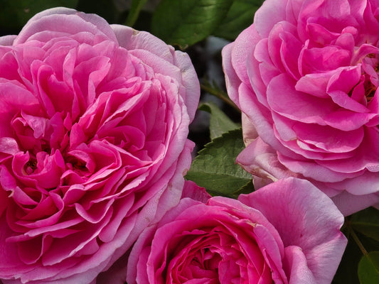 Olde Fragrance Hybrid Tea New Release Bush Rose (Bareroot)