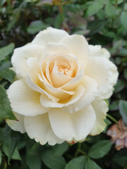 Our Vanilla Floribunda (Bareroot)