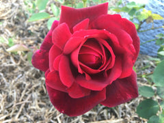 Papa Meilland - Hybrid Tea Rose